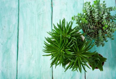 Çeşitli kaktüs ve sulu bitkilerin toplanması