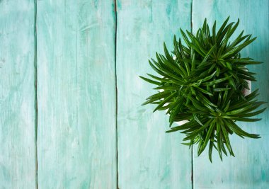 Turkuaz ahşap yüzeyde saksıda güzel sulu bir çiçek.