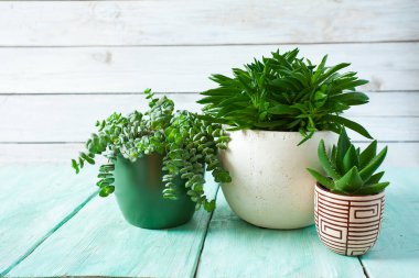 Çeşitli kaktüs ve sulu bitkilerin toplanması