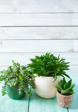 Çeşitli kaktüs ve sulu bitkilerin toplanması