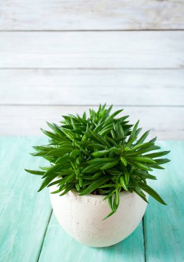 Turkuaz ahşap yüzeyde saksıda güzel sulu bir çiçek.