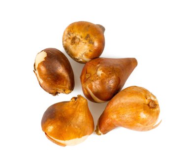 Lale soğanları beyaz renkte izole edilmiş