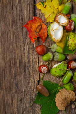 Ahşap kırsal masada meşe palamudu ve kestane