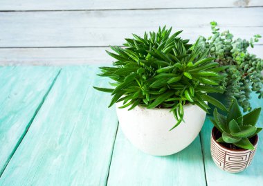 Çeşitli kaktüs ve sulu bitkilerin toplanması