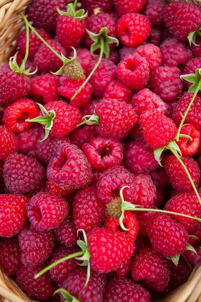 Framboises Fraîches Dans Panier — Photo