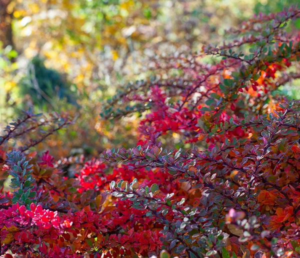 Όμορφη Φθινοπωρινή Θάμνους Πολύχρωμα Μικροσκοπικά Φύλλα — Φωτογραφία Αρχείου