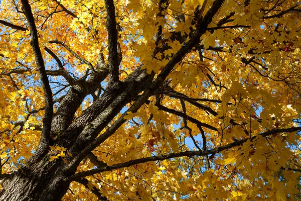 Осіннє Дерево Жовтим Листям — стокове фото