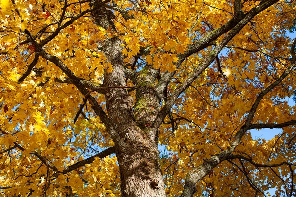 Herbstbaum Mit Gelben Blättern — Stockfoto