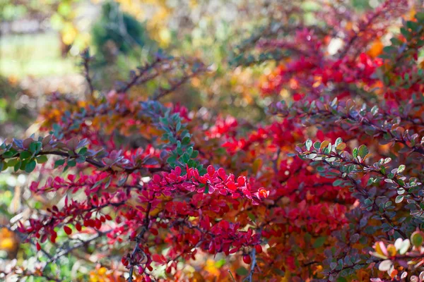 Όμορφη Φθινοπωρινή Θάμνους Πολύχρωμα Μικροσκοπικά Φύλλα — Φωτογραφία Αρχείου