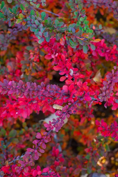 Hermosos Arbustos Otoño Con Hojas Diminutas Colores — Foto de Stock