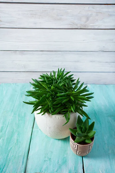 Çeşitli kaktüs ve sulu bitkilerin toplanması