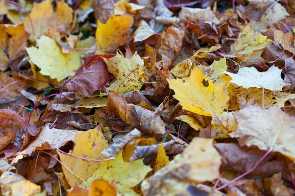 Autumn Leaves Background Close — Stockfoto
