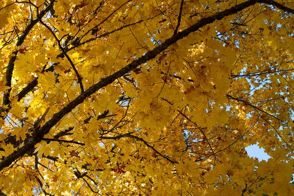 Herbstbaum Mit Gelben Blättern — Stockfoto