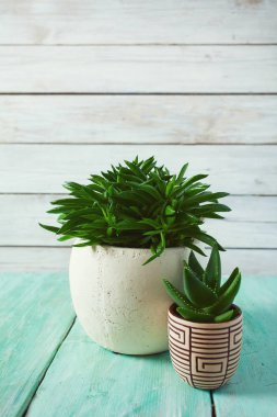 Çeşitli kaktüs ve sulu bitkilerin toplanması