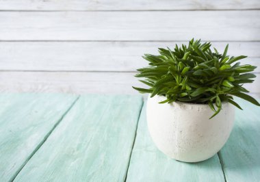 Turkuaz ahşap yüzeyde saksıda güzel sulu bir çiçek.