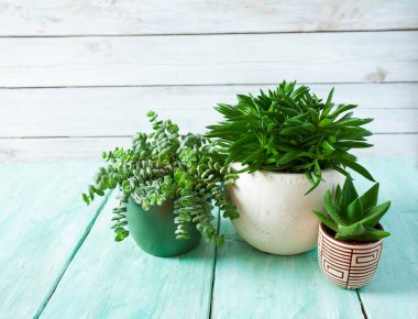 Çeşitli kaktüs ve sulu bitkilerin toplanması