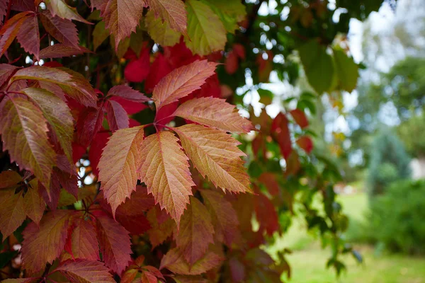Дикие Виноградные Листья Осенью — стоковое фото