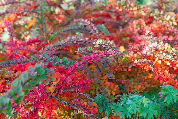 Schöne Herbstbüsche Mit Bunten Winzigen Blättern — Stockfoto