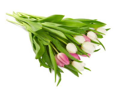 Beyaz arka plan üzerinde izole beyaz ve pembe laleler