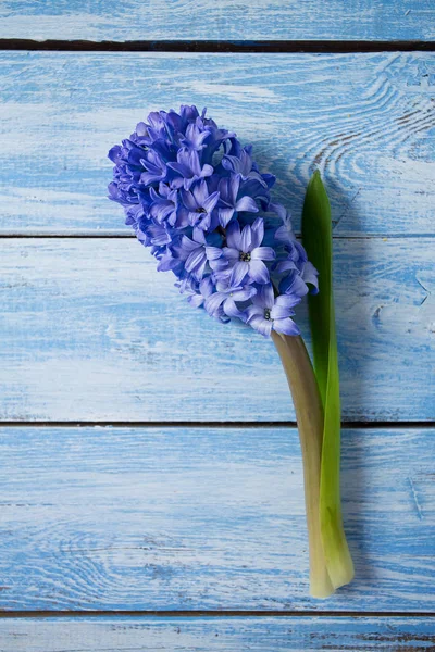 Purple Hyacinth Modré Dřevěný Povrch — Stock fotografie