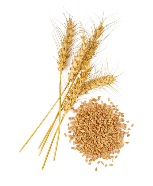 Ears Barley Grains Isoalted White — Stock Photo, Image