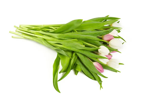 Tulipanes Blancos Rosados Aislados Sobre Fondo Blanco —  Fotos de Stock
