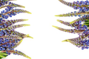 acı bakla çiçek beyaz arka plan üzerinde izole