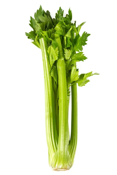 Celery Isolated White — Stock Photo, Image