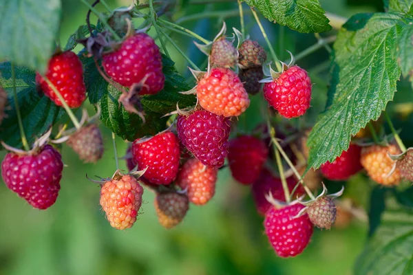 Framboises Poussant Dans Jardin — Photo