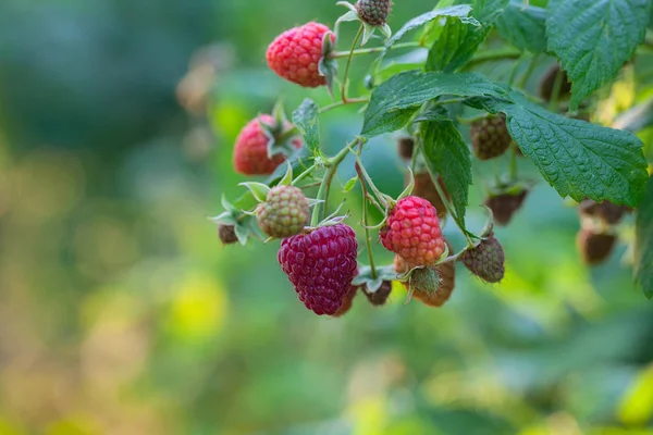 Framboises Poussant Dans Jardin — Photo