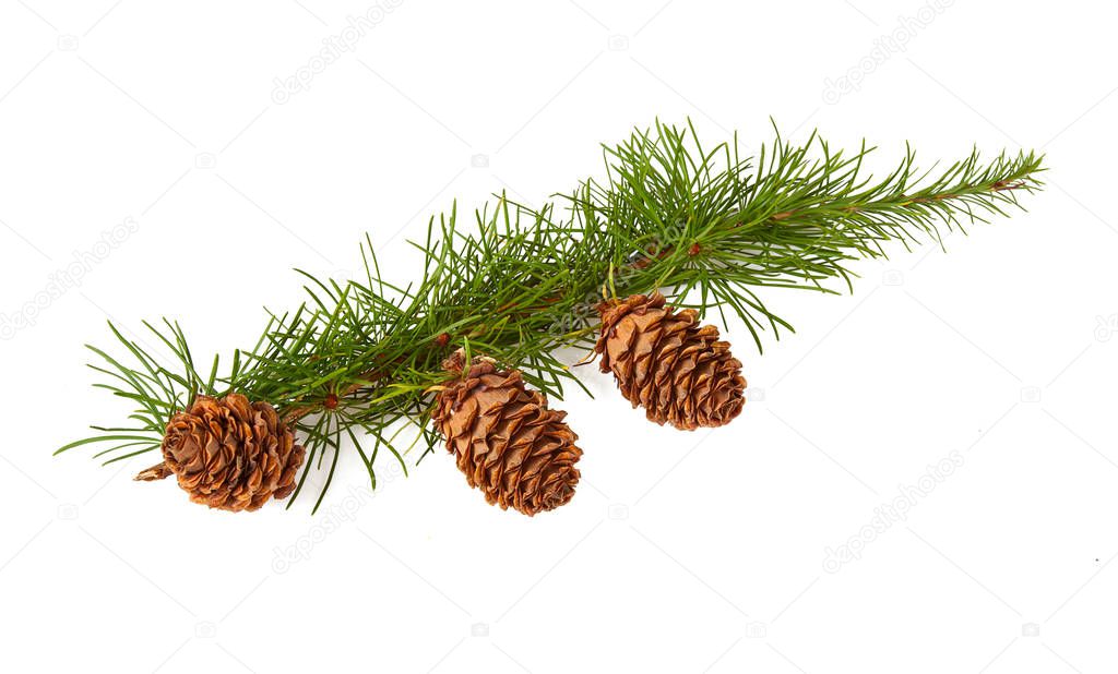 larch branch with cones isolated on white