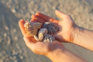 Deniz kabukları tutan eller