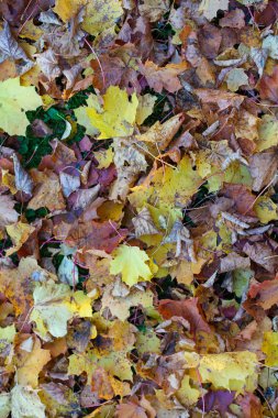 autumn leaves background close up