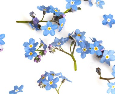 beyaz izole unutma çiçek