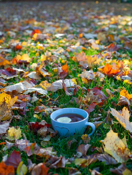 Tee Und Herbstblätter — Stockfoto