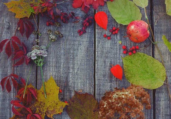 Herbstblätter Beeren Und Blumen — Stockfoto