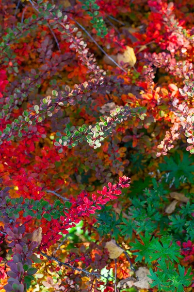 Beautiful Autumn Bushes Colorful Tiny Leaves — Stock Photo, Image