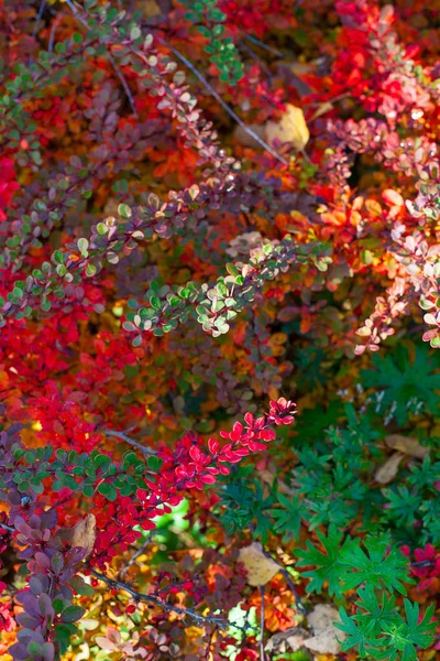 Schöne Herbstbüsche Mit Bunten Winzigen Blättern — Stockfoto