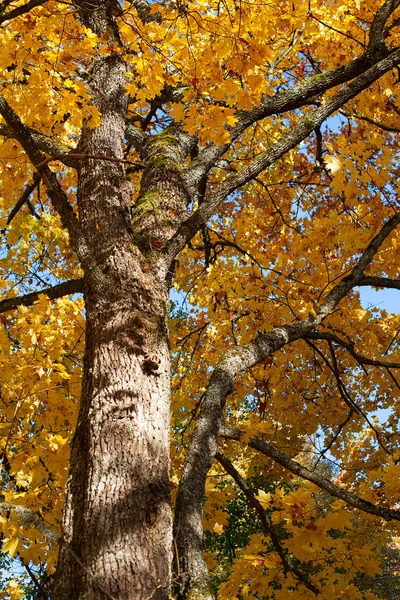 Jesienne Drzewo Żółtymi Liśćmi — Zdjęcie stockowe