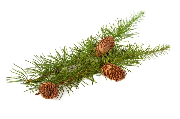 Larch Branch Cones Isolated White — Stock Photo, Image