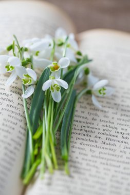 kardelen eski bir kitap