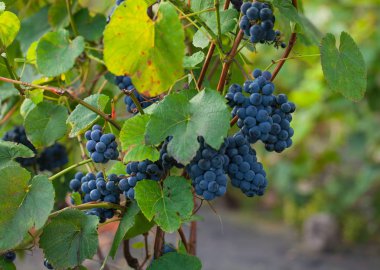 güzel üzüm büyüyen yakın çekim