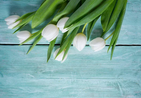 Tulipanes Blancos Sobre Superficie Turquesa — Foto de Stock