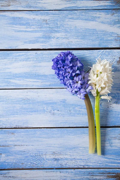 Fresh Hyacinths Blue Woden Surface — Stock Photo, Image