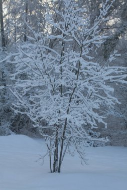 Güneşli bir günde kış manzarası