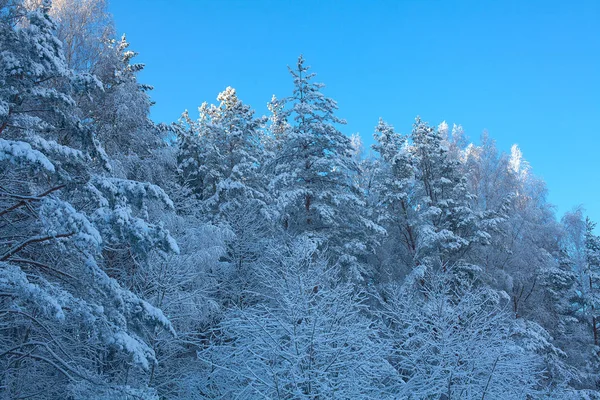 Paisagem Inverno Dia Ensolarado — Fotografia de Stock