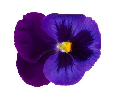 beyaz izole güzel hercai menekşe