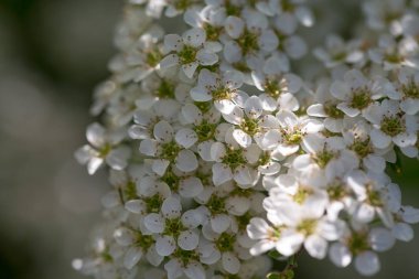 Güzel kiraz çiçekleri bahar gününde görmek
