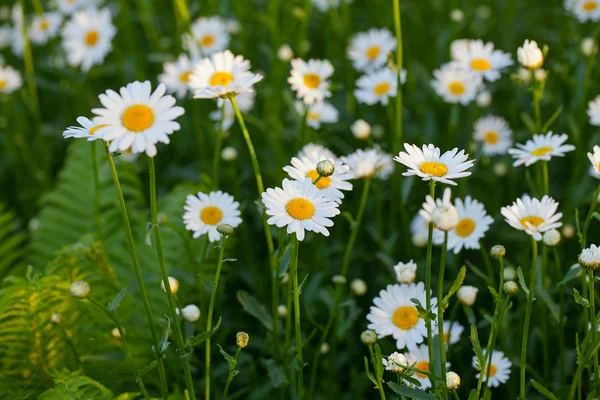 Veld Van Madeliefjes Bloemen — Stockfoto