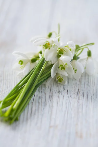 Snowdrop Träytan — Stockfoto